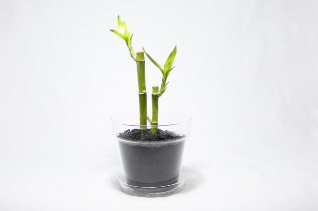 コケリウムキット ガラスの鉢植え ミリオンバンブー：画像4