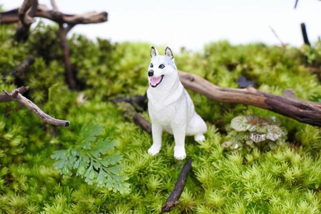 コケリウムフィギュア 犬 シベリアン・ハスキー：画像1
