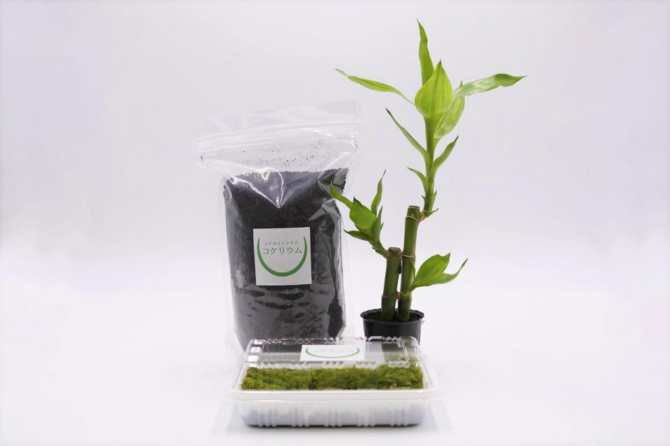 鉢植え用 レイアウト素材セット ミリオンバンブー
