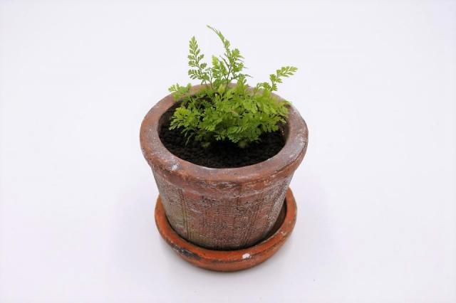 コケリウムキット 陶器の鉢植え シノブ：画像4